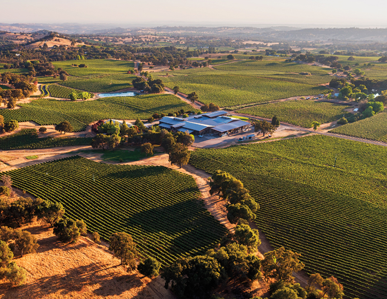 Aerial shot of Terra d'Oro winery showing lush, green vineyards.