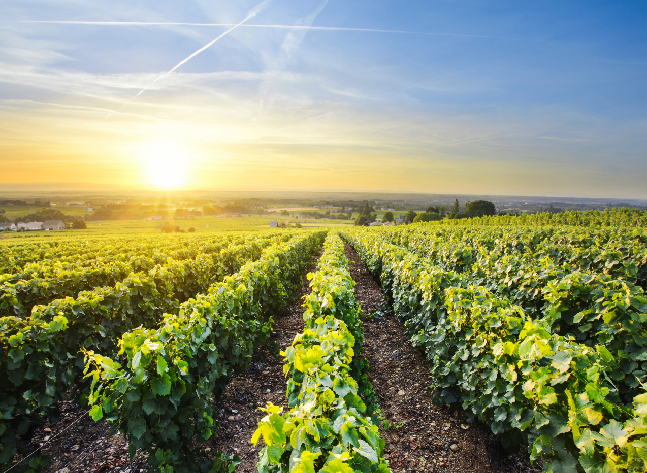 French vineyard